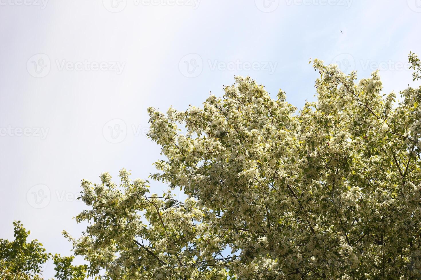 Branches and leaves with white apple tree flowers fill the frame with a bright sky in the background. photo