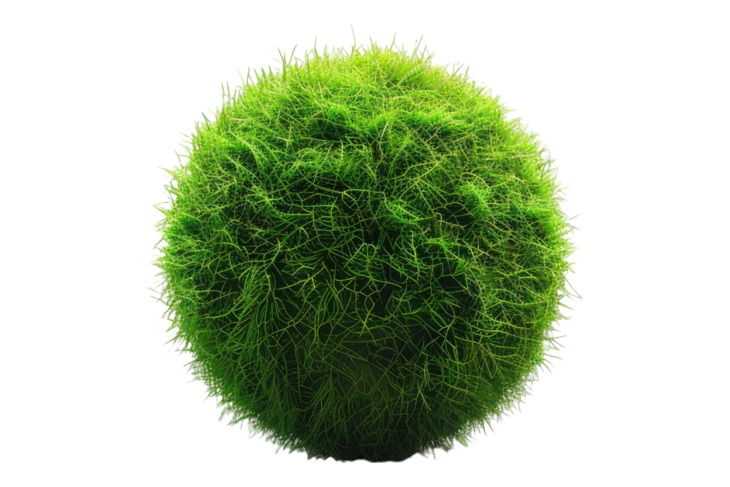 Marimo moss ball isolated on transparent background. png