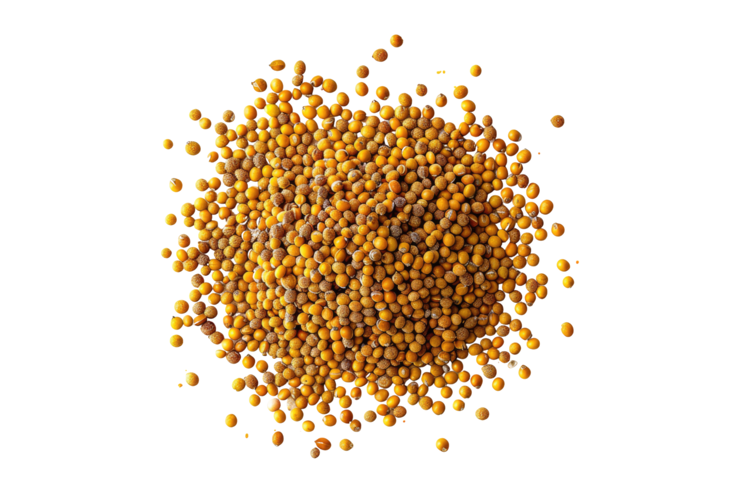 Dry yellow mustard seeds isolated on transparent background. png