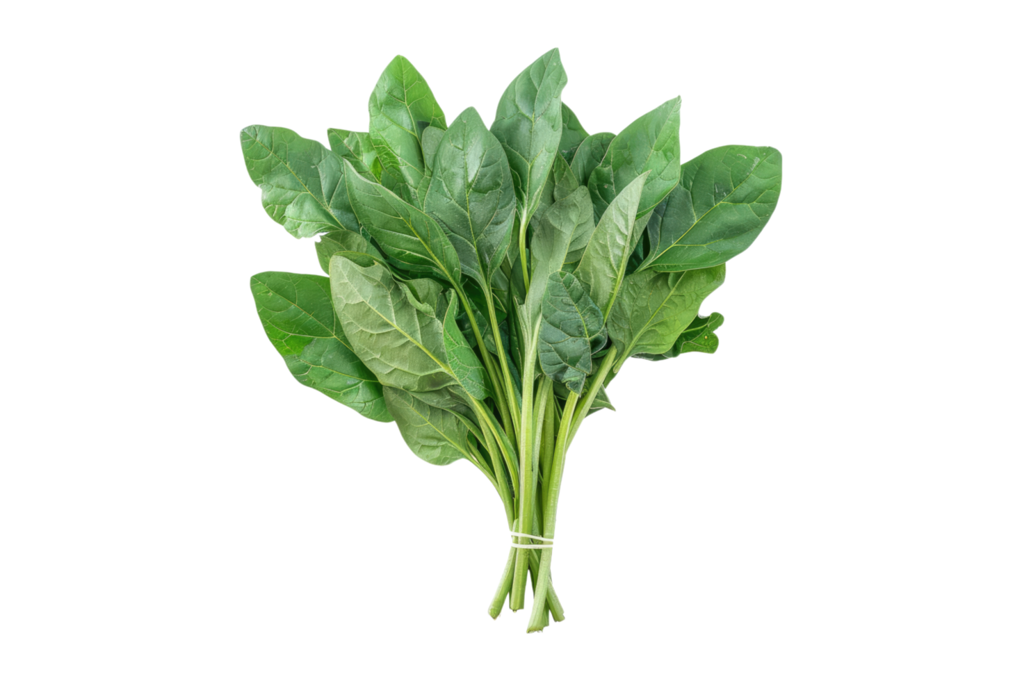 Bunch of fresh spinach leaves isolated on transparent background. png
