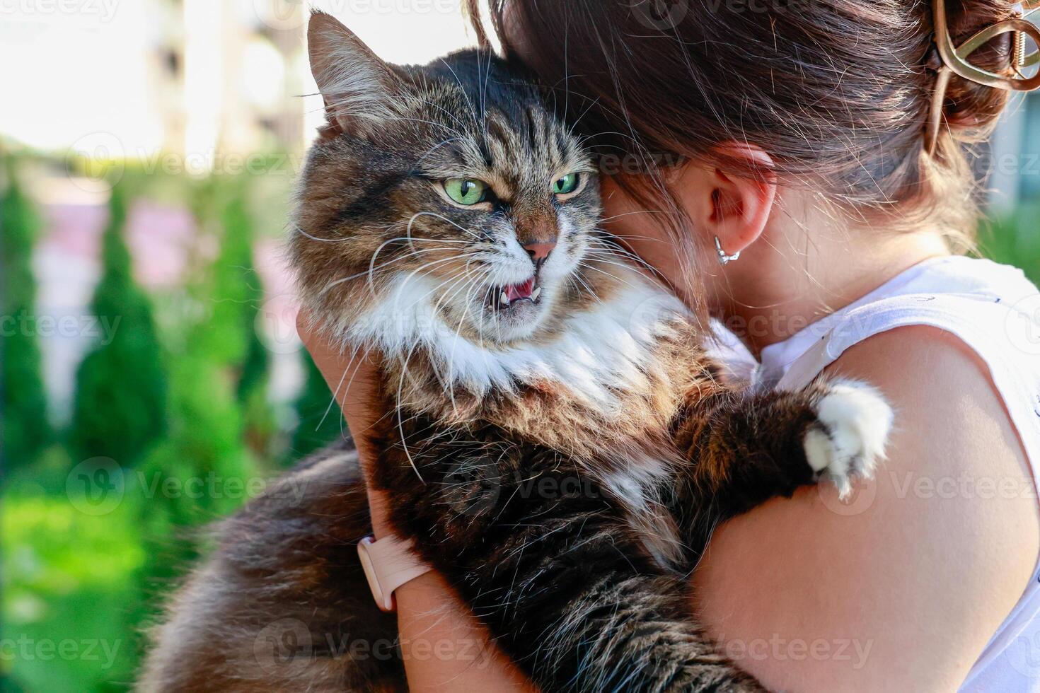 Fluffy cat doesn't like hugs from a person. The girl tries to hug the cat. The cat is upset and starts to get angry photo