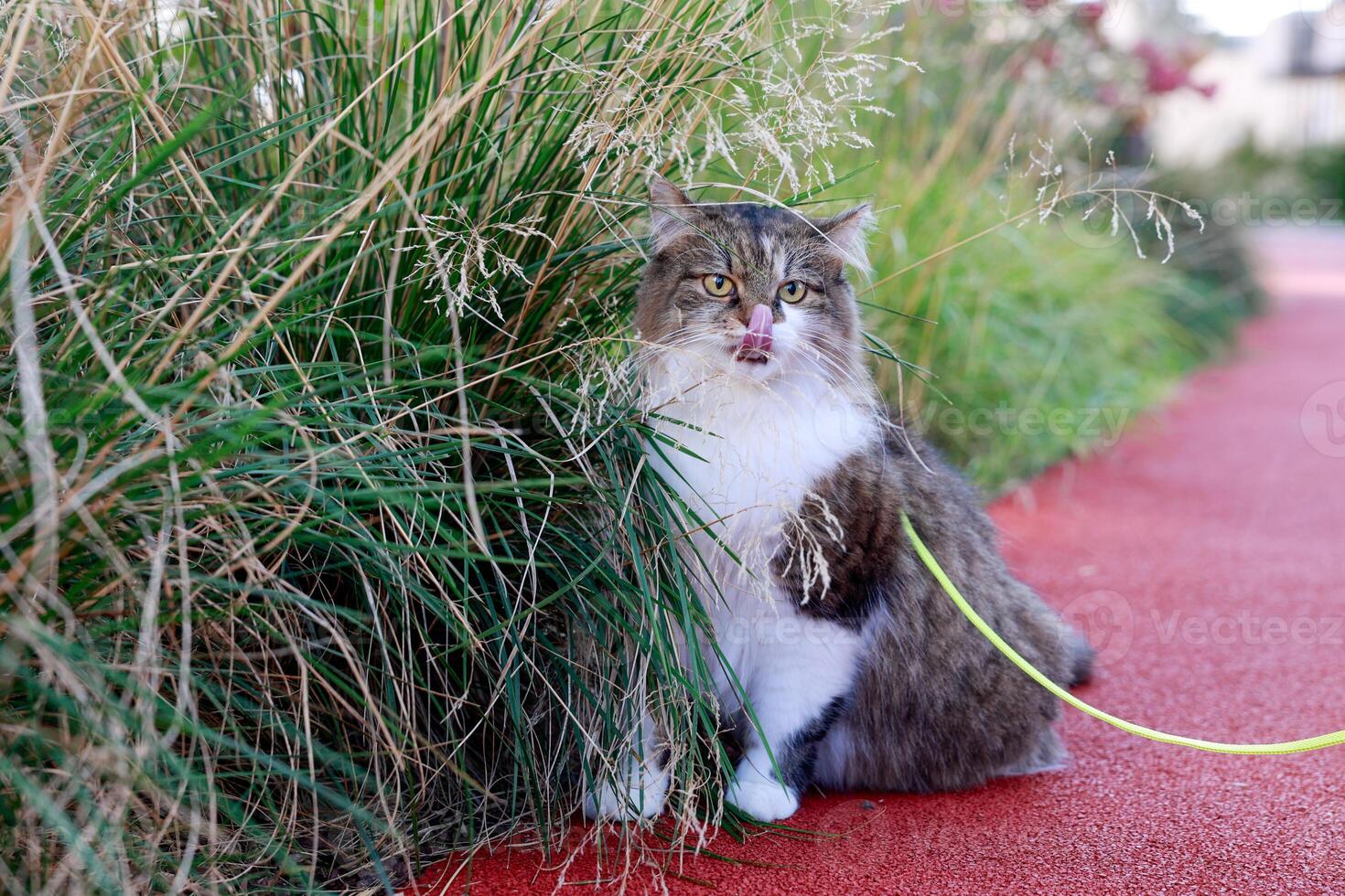 fluffy cat sitting red treadmill cat surrounded by tall grass from which its face its tongue hanging out peeking out photo