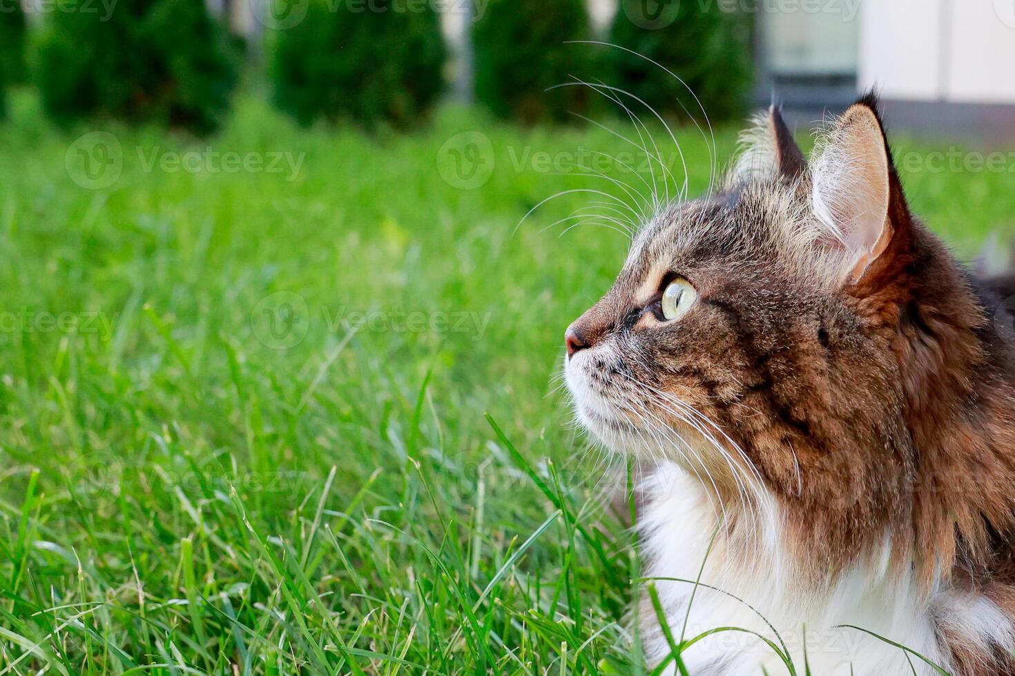 Portrait of a fluffy cat profile resting in the garden on green grass photo