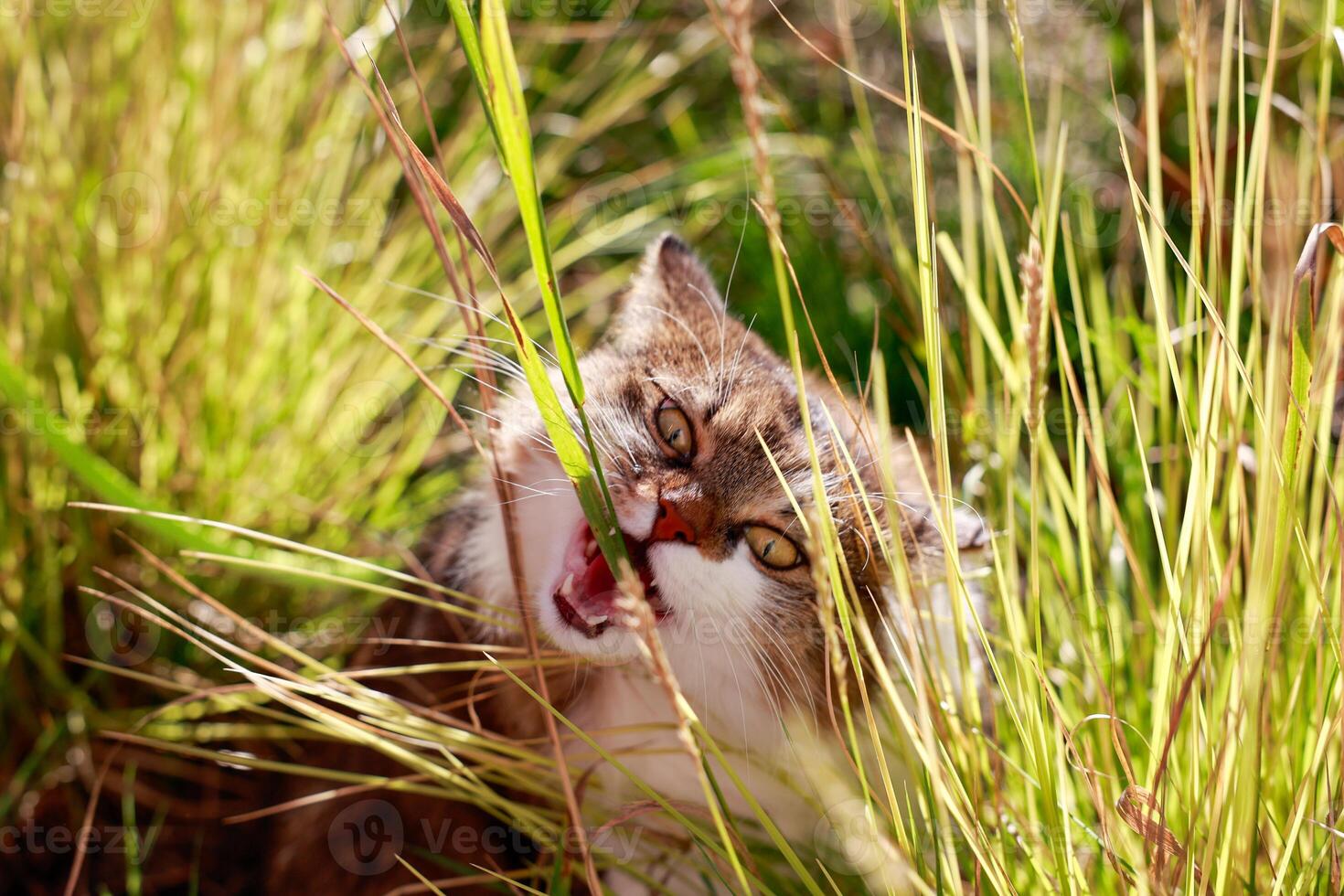 fluffy cat enthusiastically chews grass animal surrounded by tall grass from muzzle wide open mouth looks out photo