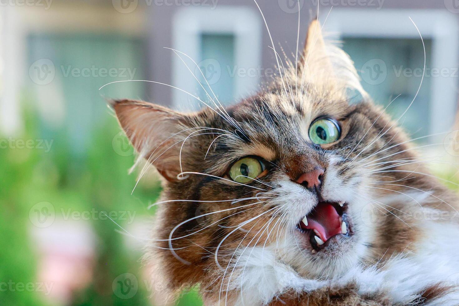 portrait cat with expression obvious displeasure animal has its mouth wide open revealing its teeth and its whiskers sticking out different directions photo