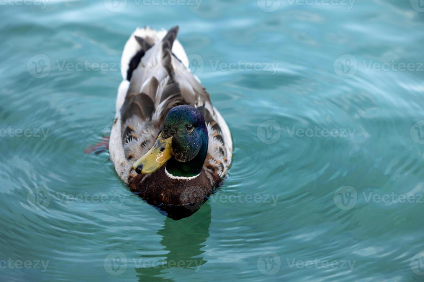 duck in blue water close-up from the beak side. Yellow beak drake close-up photo