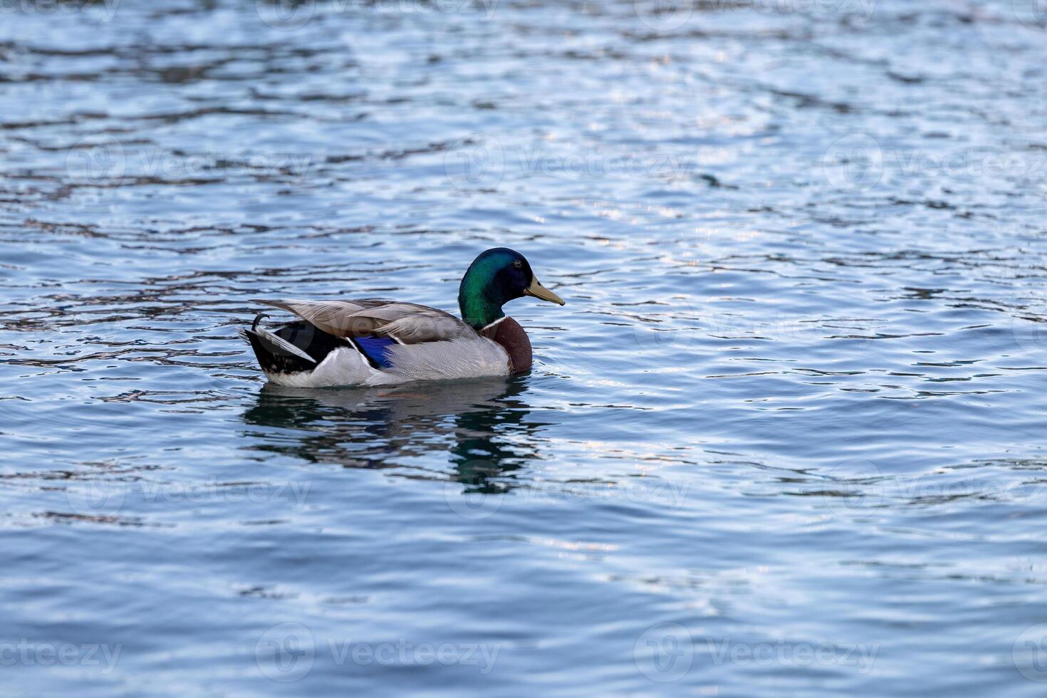 duck in blue water close-up from the beak side. Yellow beak drake close-up photo