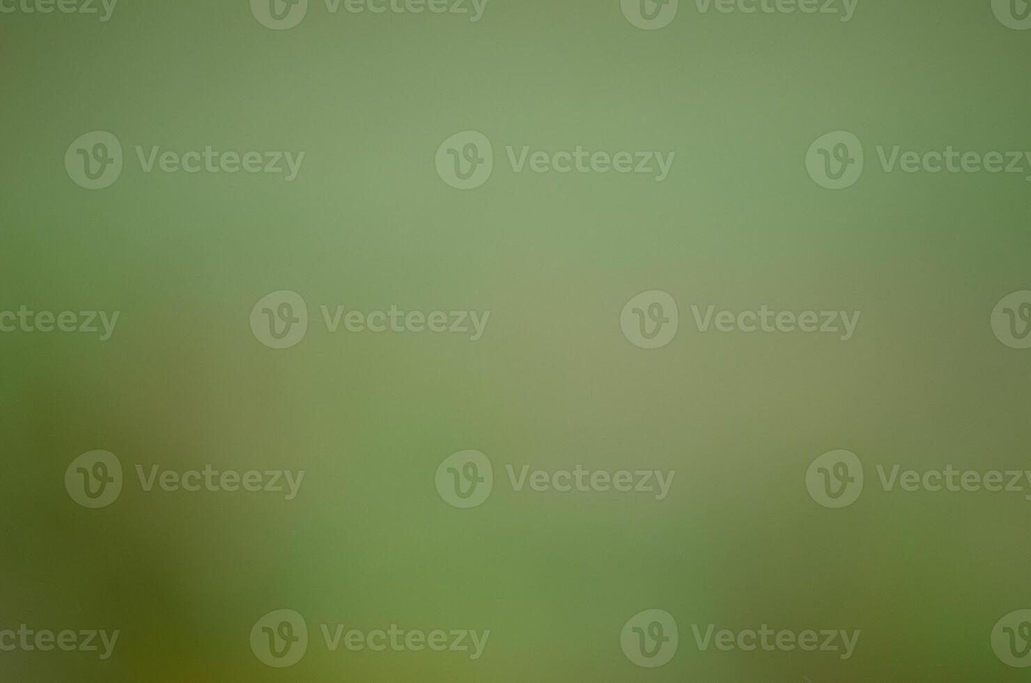 Green out of focus background for design photo