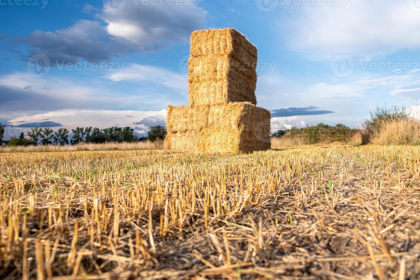 stack of wheat straw hay after the harvest photo