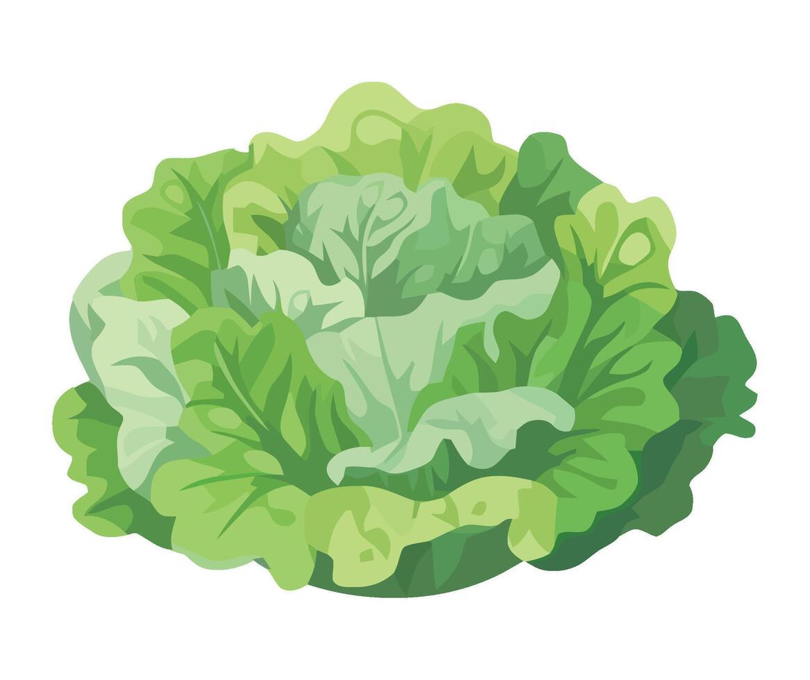 Lettuce a healthy vegetarian food for summer eating isolated vector
