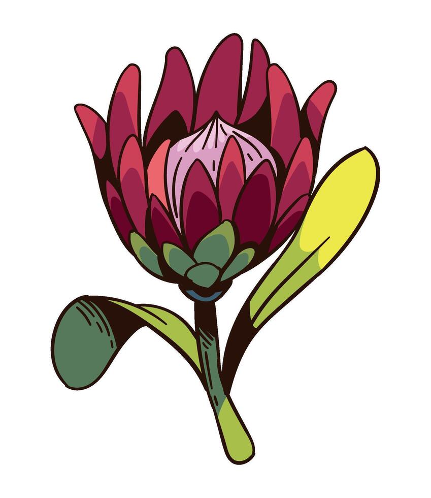 South African King Protea bloom illustrated vector