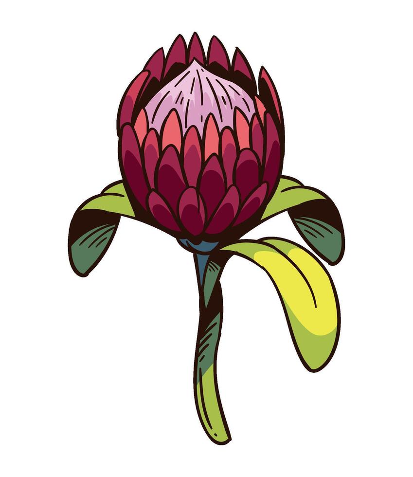 King Protea flower illustration vector