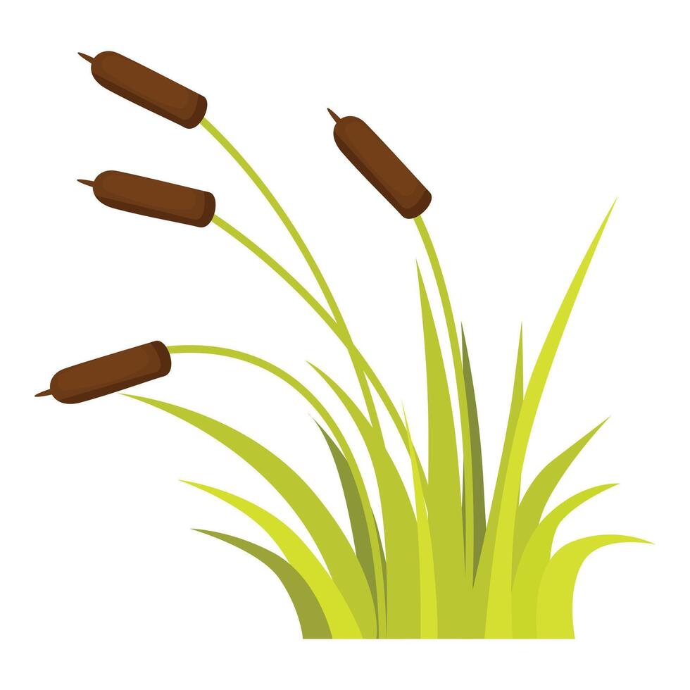 Green bush of broadleaf cattail growing wild vector