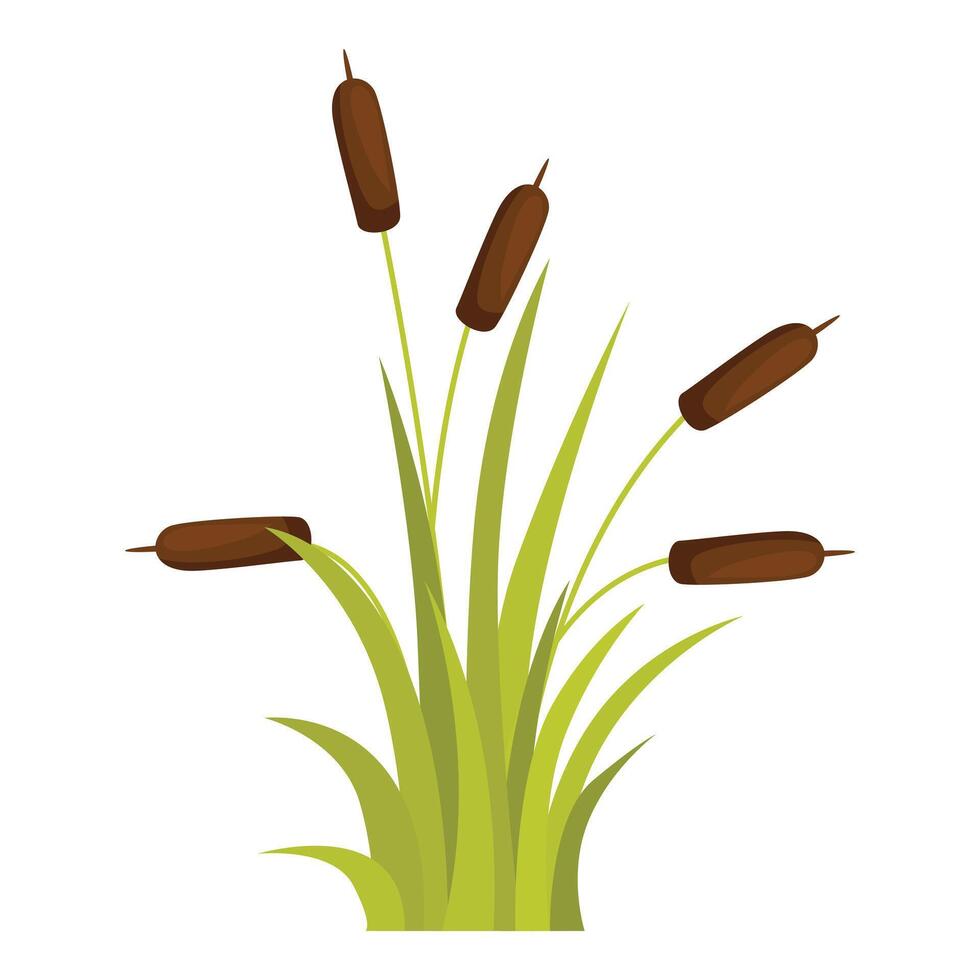 Green bush of broadleaf cattail growing in swamp vector