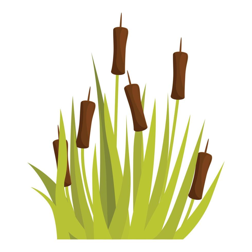 Green reeds growing in swamp on white background vector