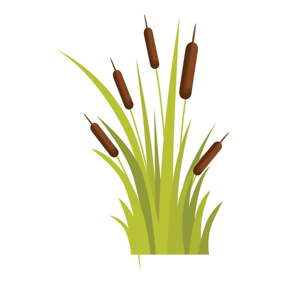 Cattail plant growing in the swamp vector