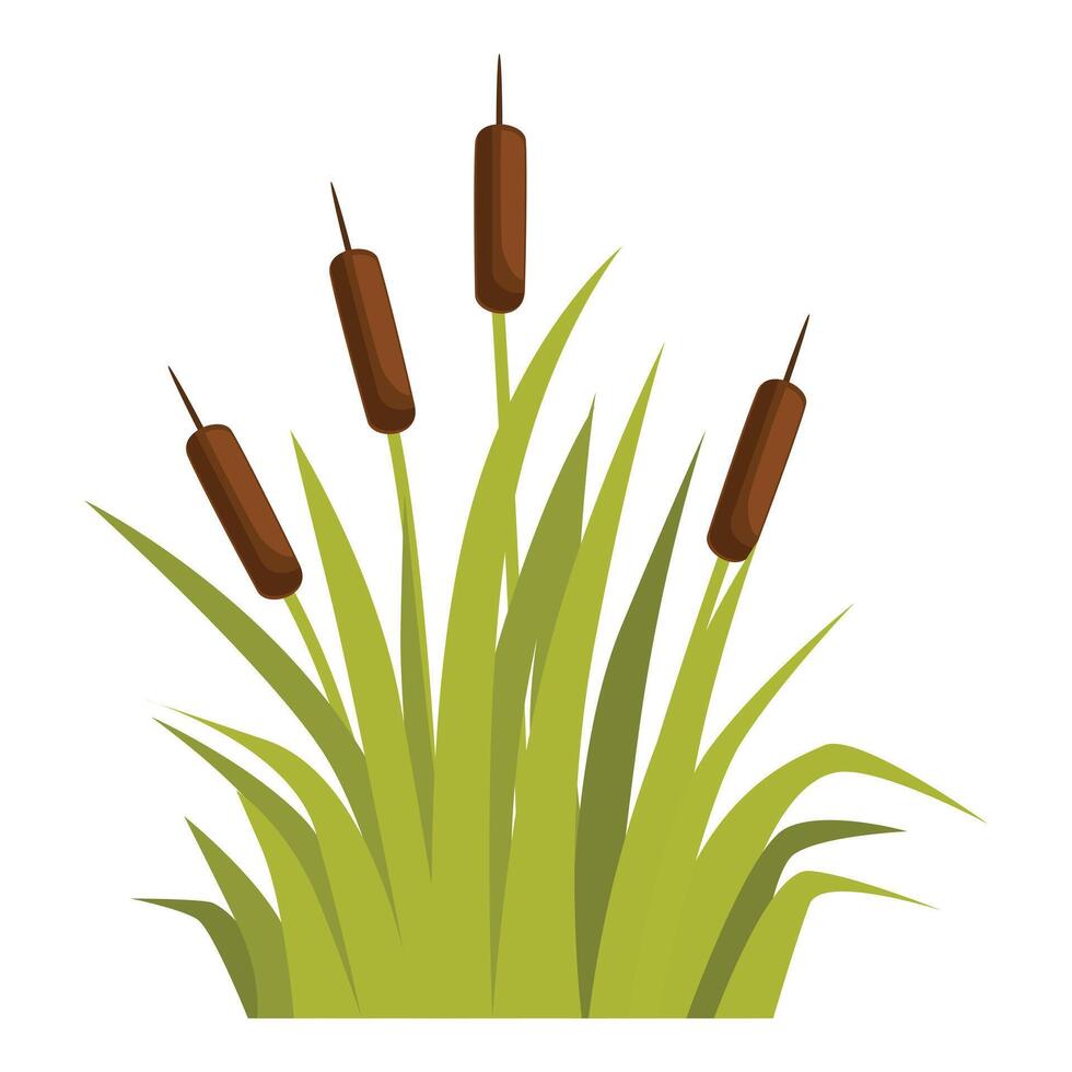 Cattail plants growing in swampy wetland area vector