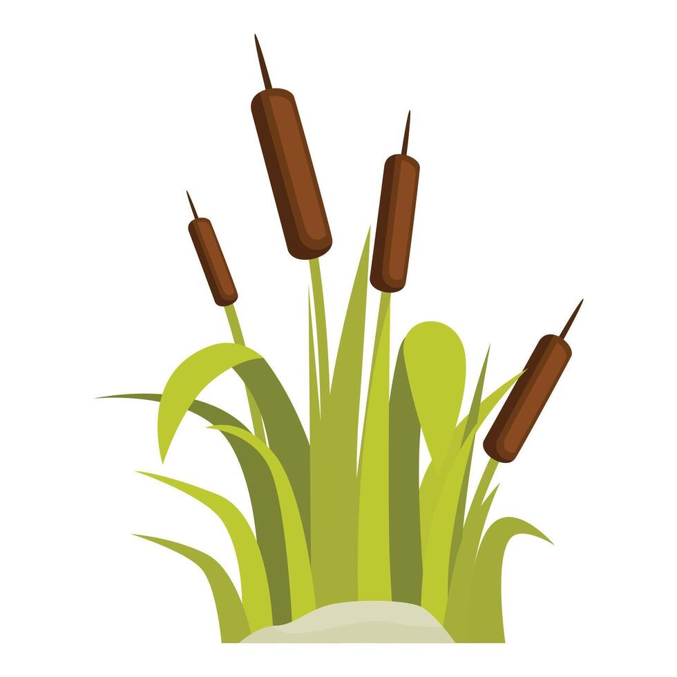 Cattail plants growing in wetland area vector