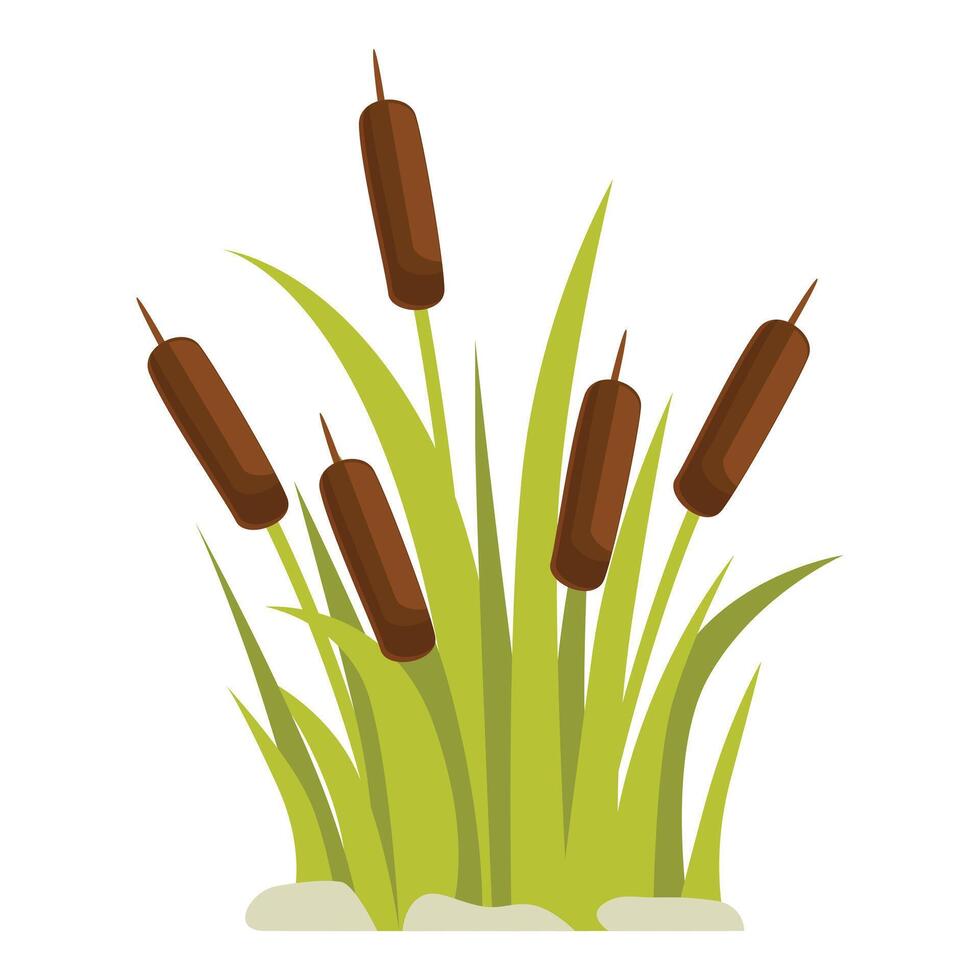 Common cattail plants growing in wetland area vector