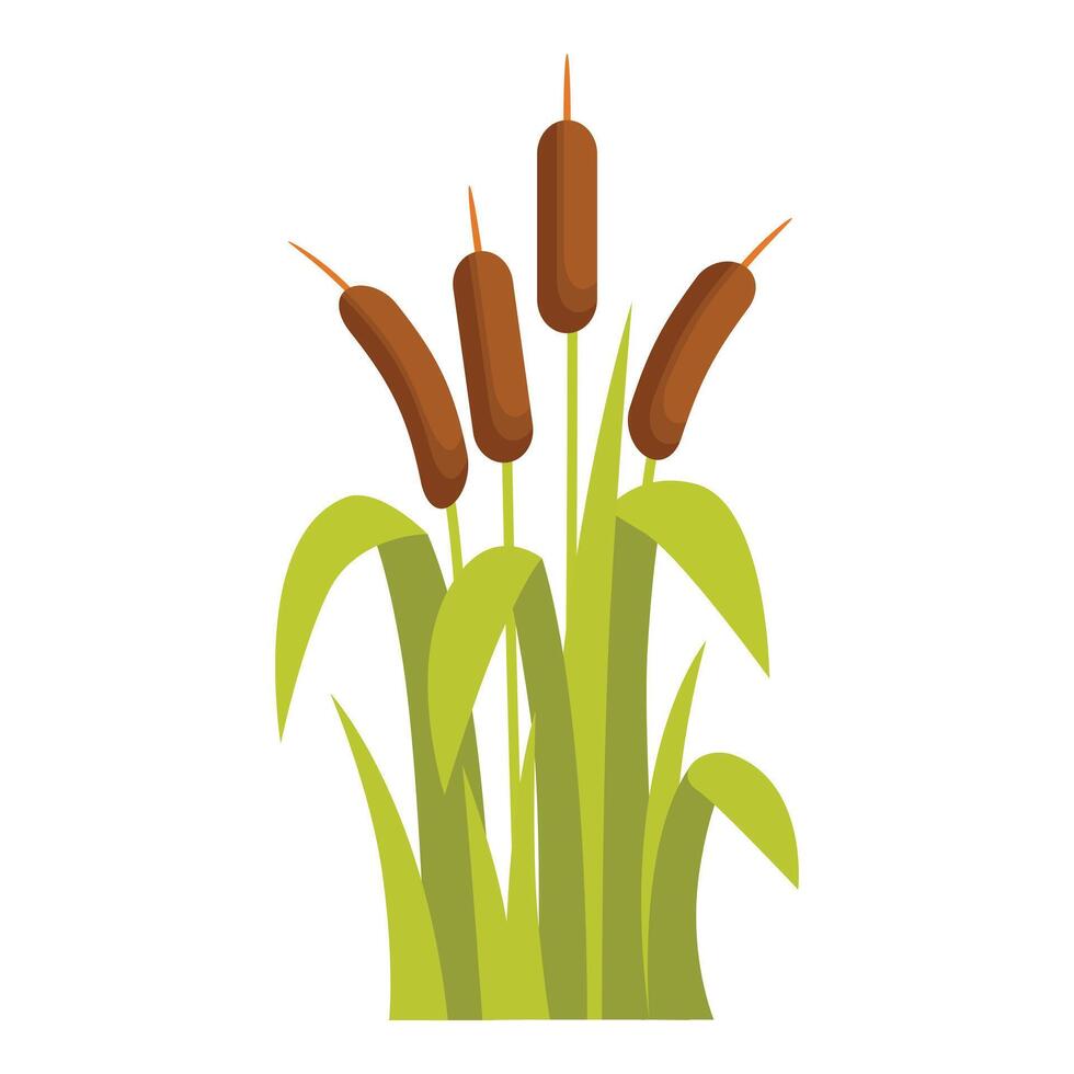 Common reed plants growing in wetland environment vector