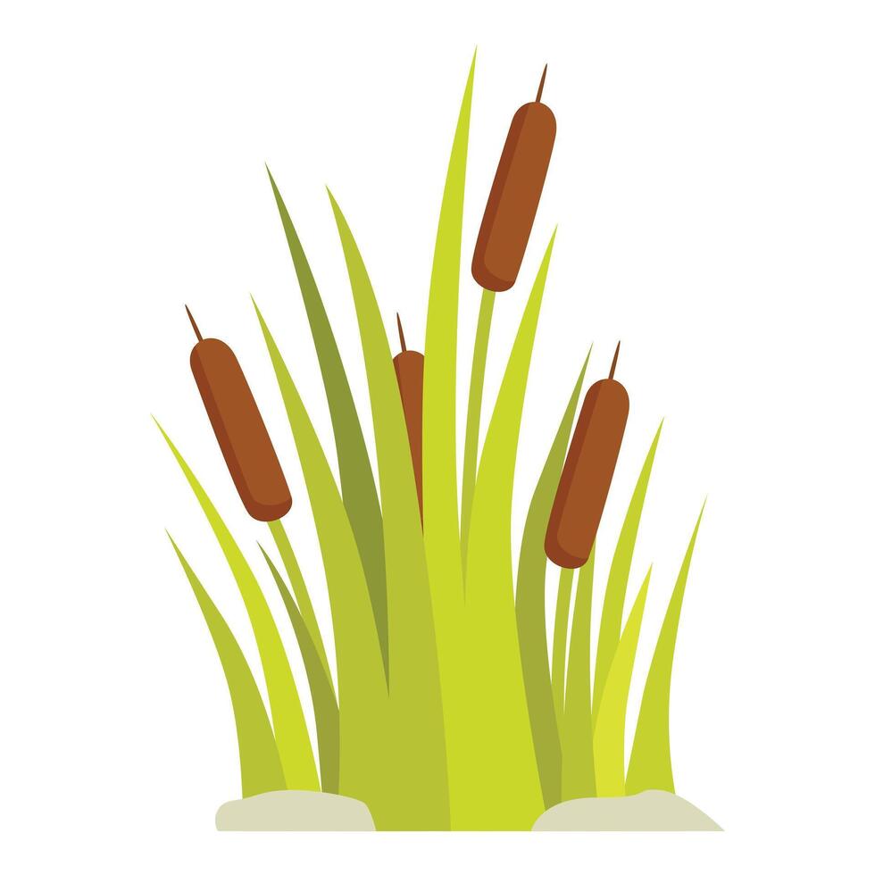 Green reedmace growing in dense clumps on white background vector