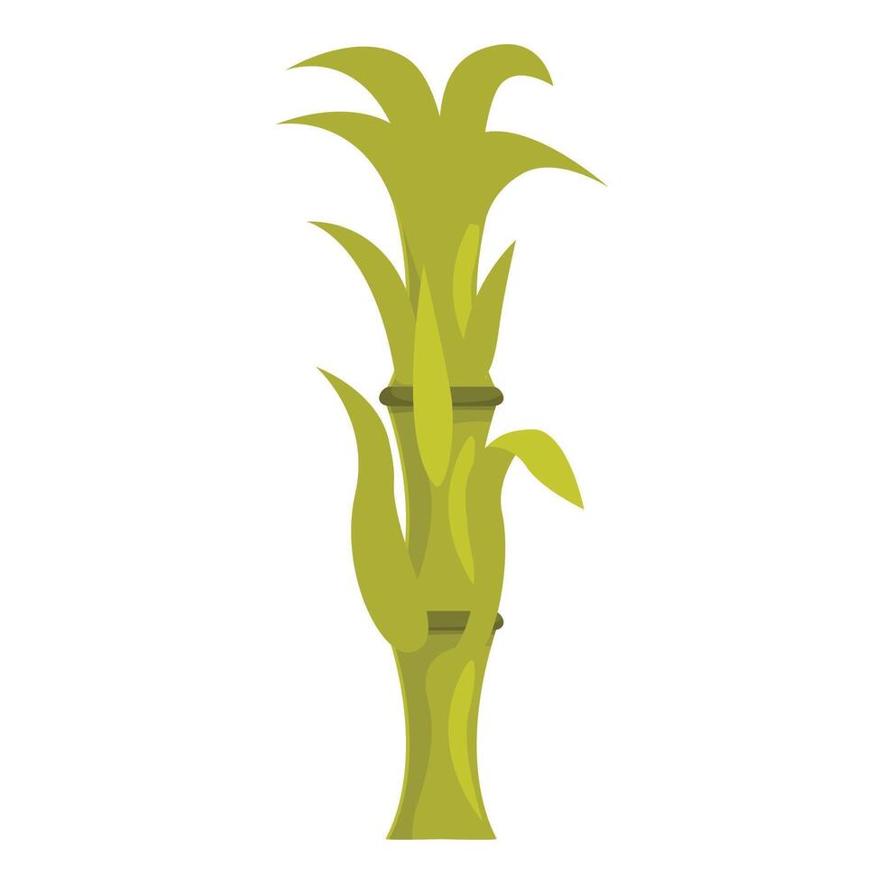 Green sugarcane plant growing with lush leaves vector