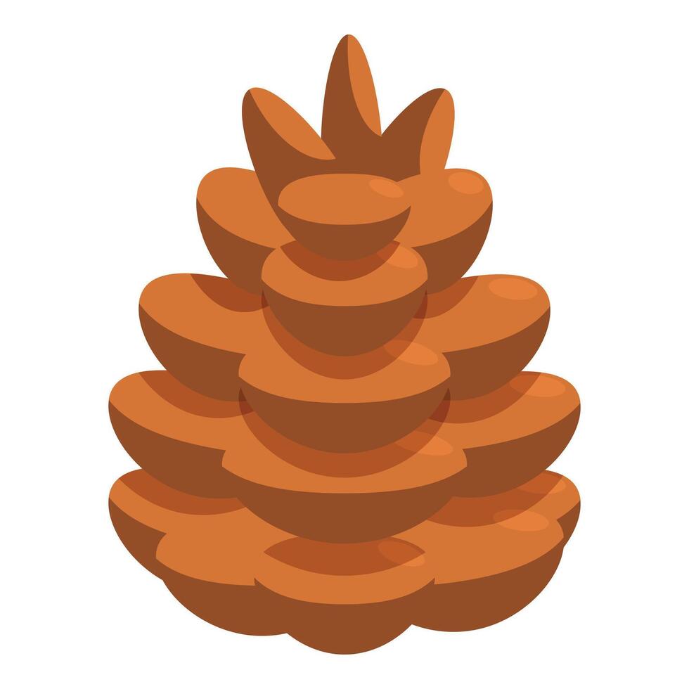 Brown pine cone showing open scales vector