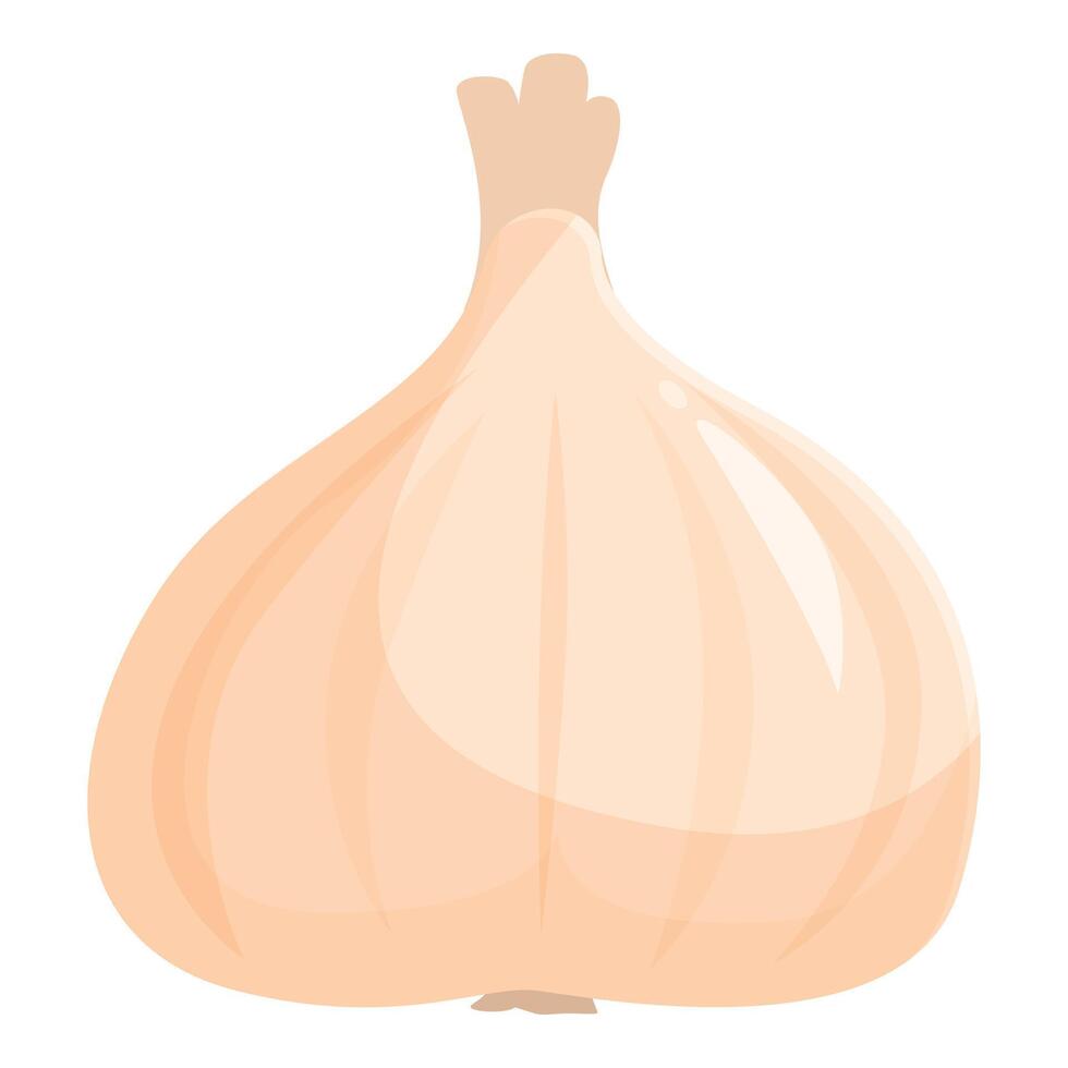 Single garlic bulb sitting on white background vector