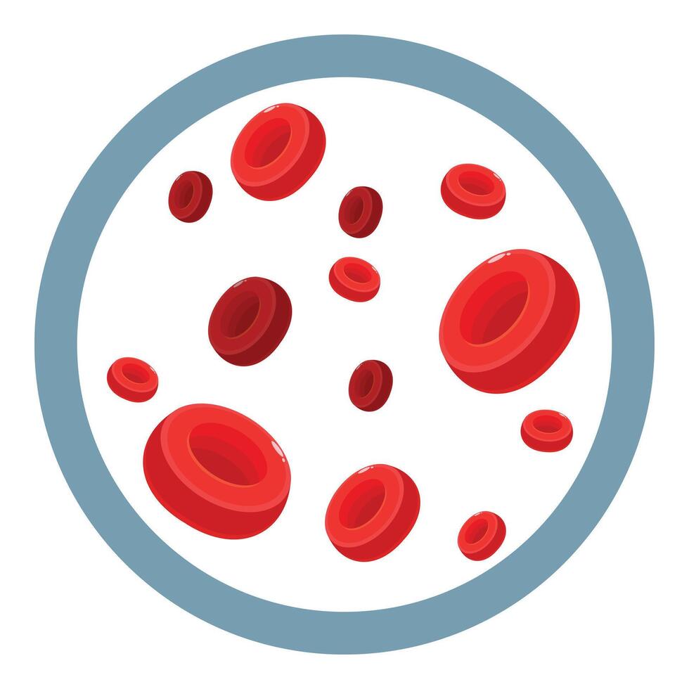 Red blood cells flowing in a vein or artery illustration vector