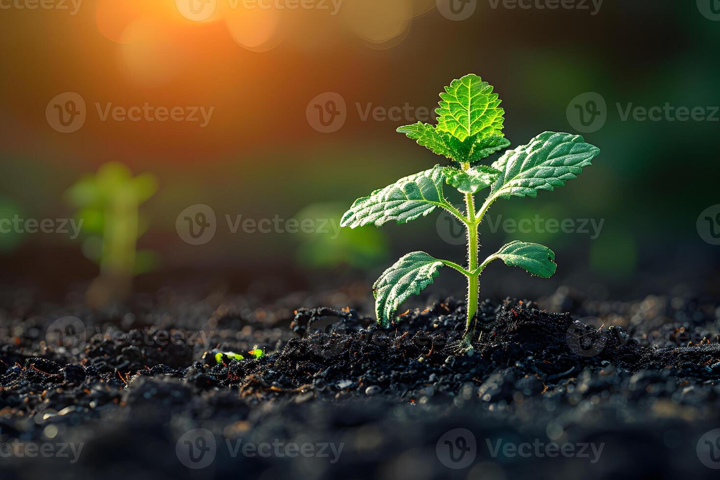 Young Green Seedling Growing in Fertile Soil at Sunrise - Concept of New Beginnings and Growth photo