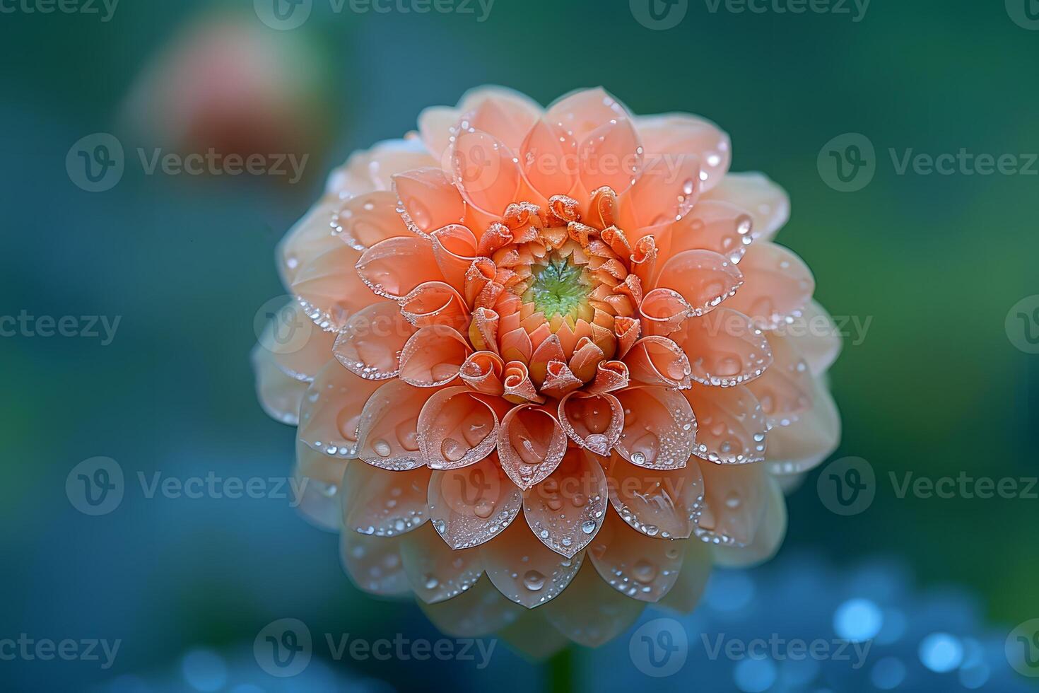 Close-up of Orange Dahlia Flower with Morning Dew for Nature and Botanical Prints photo