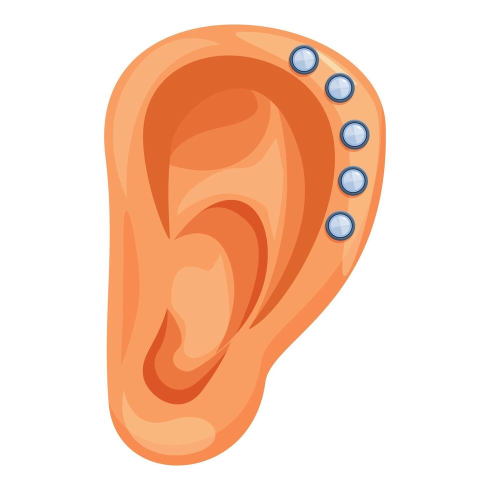 Human ear with piercings showing helix piercing locations vector