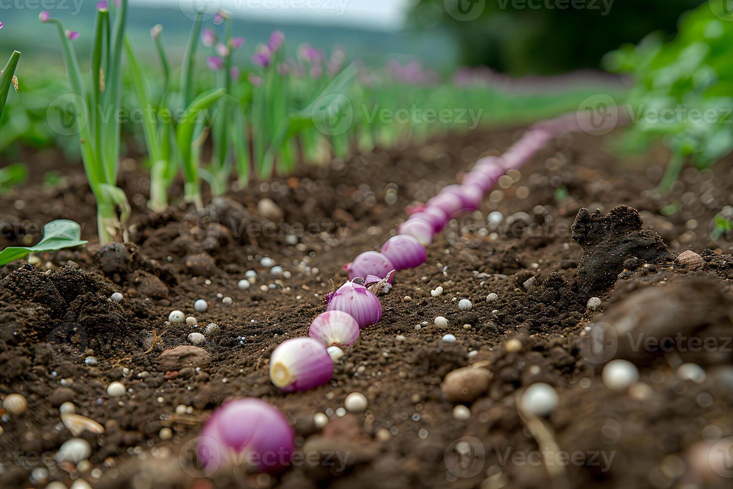 Growing Onions in Fertile Soil Farmland Cultivation Scene for Agricultural Design photo
