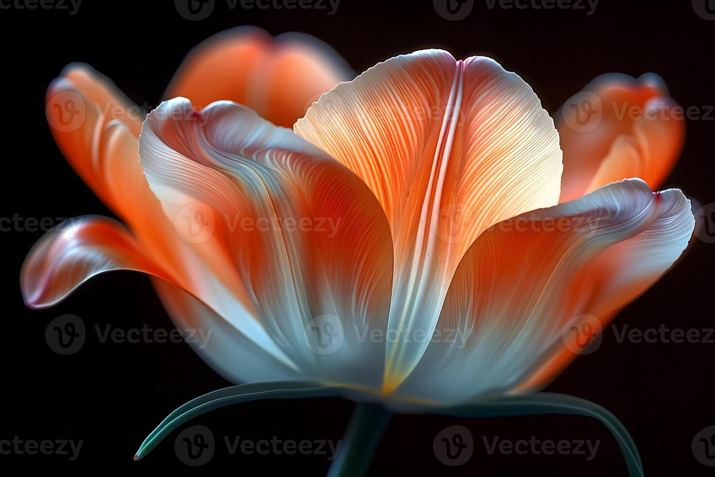 Macro Photography of a Glowing Orange and White Flower Petals - Perfect for Print, Card, Poster Design photo