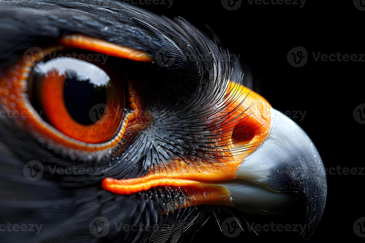 Majestic Eagle Close-Up Detailed Wildlife Photography for Nature Enthusiasts and Conservation Projects photo