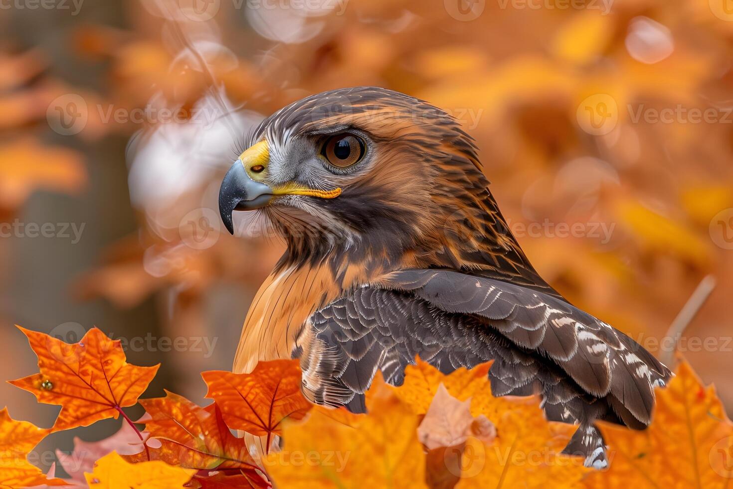 Majestic Hawk Amidst Vibrant Autumn Foliage - Ideal for Wildlife and Nature Designs photo