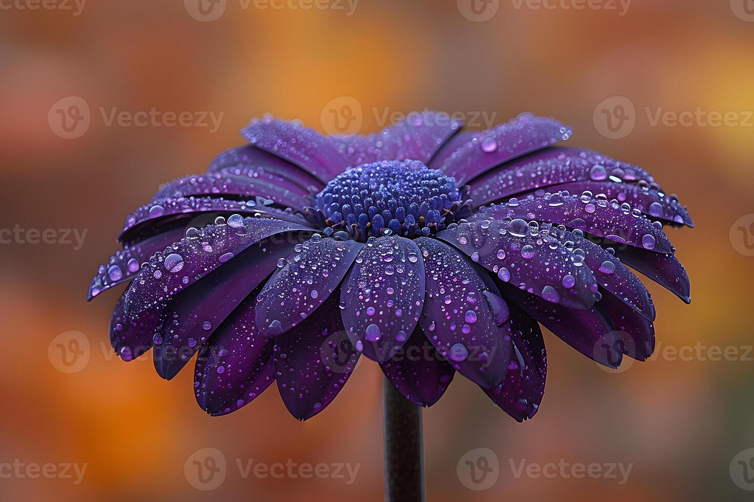Purple Flower with Dew Drops on Petals in Autumn Setting - Ideal for Nature Photography, Print Design, Posters photo