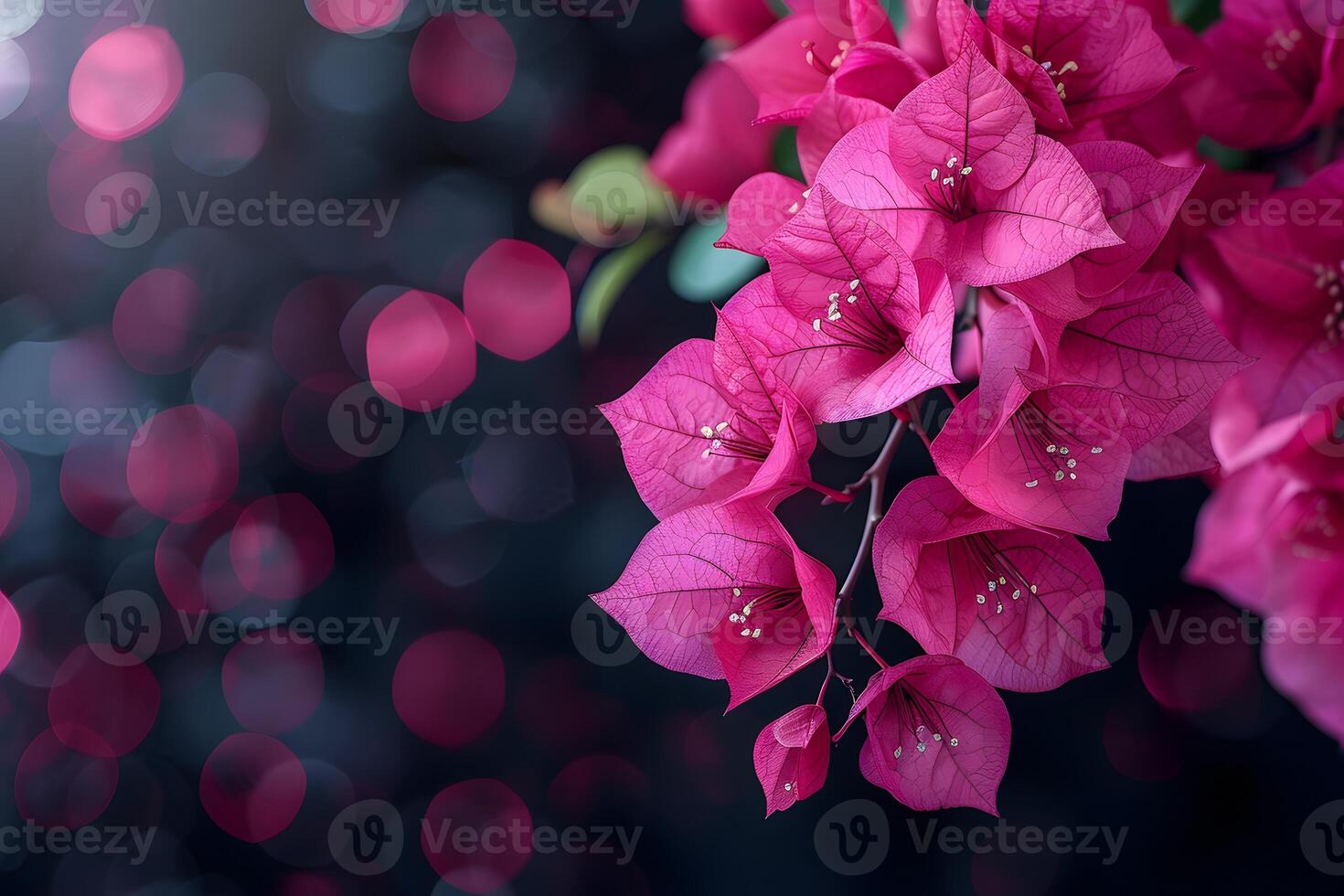 Elegant Pink Bougainvillea Flowers with Bokeh Background for Nature Photography and Wall Art photo