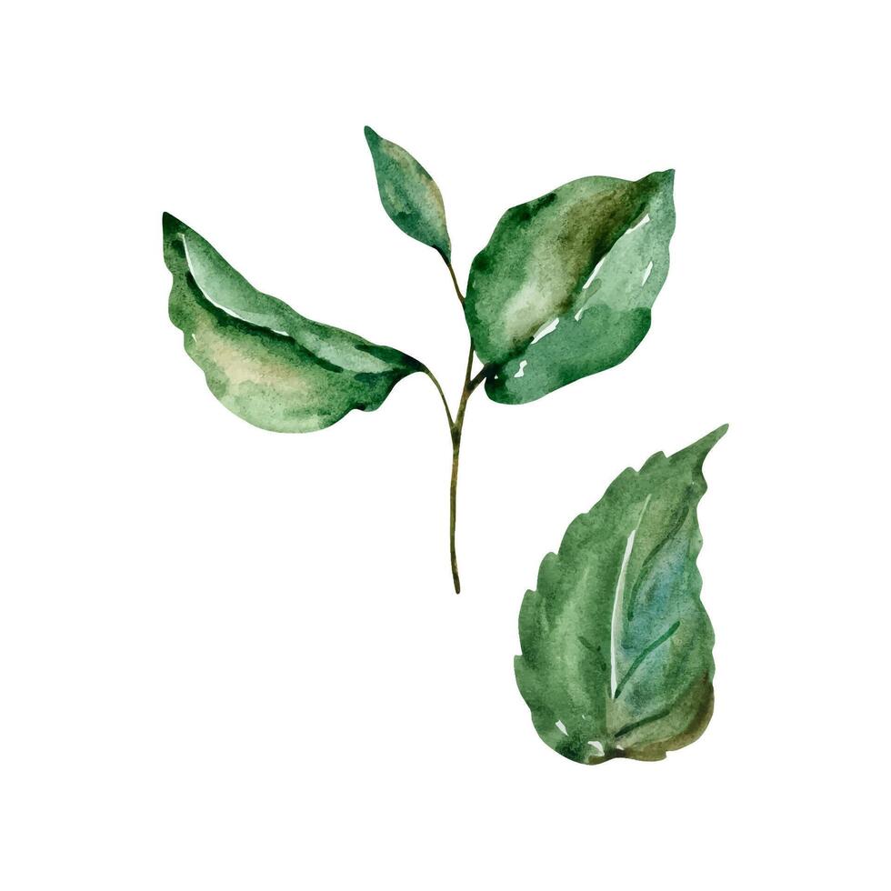 Green leaves watercolor set, floral illustration vector