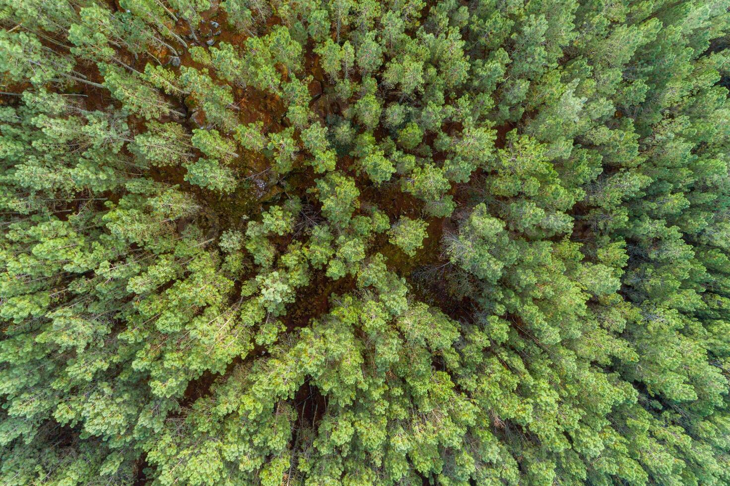 zenithal aerial view with drone over the treetops of a pine forest photo