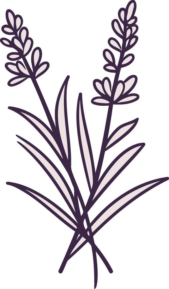 Lavender flowers on a white background vector
