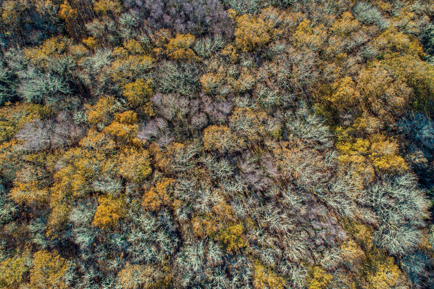 drone aerial view of mixed deciduous forest in autumn, nature background photo