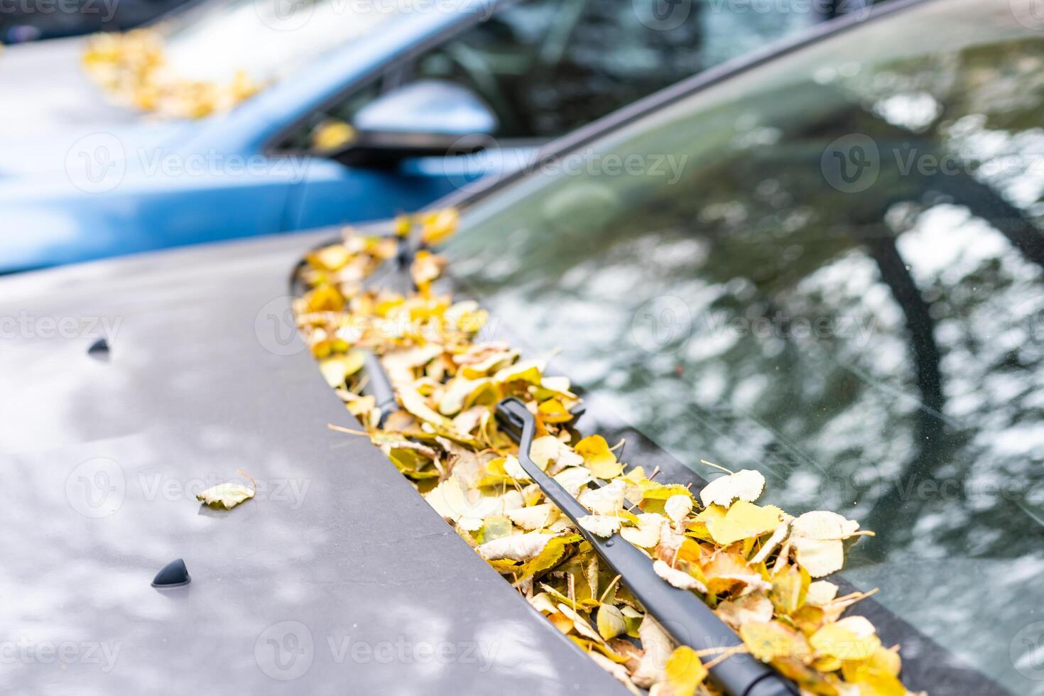 autumn leaves that fell on a wet car after the rain photo