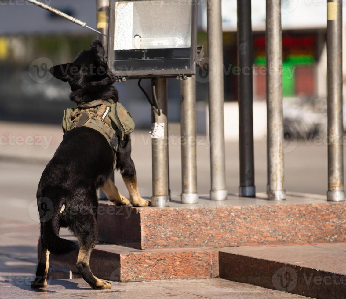 Portrait of working police dog photo