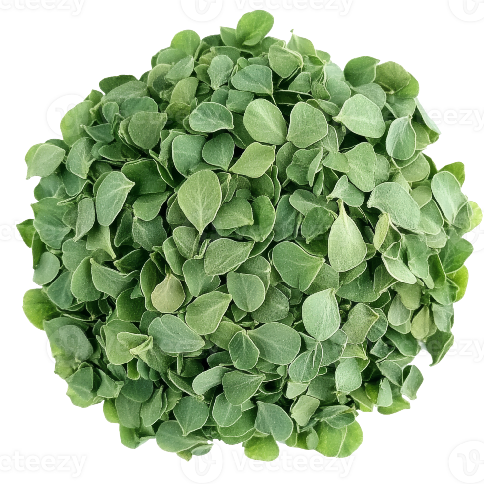 Fresh green oregano leaves ready for culinary use transparent png