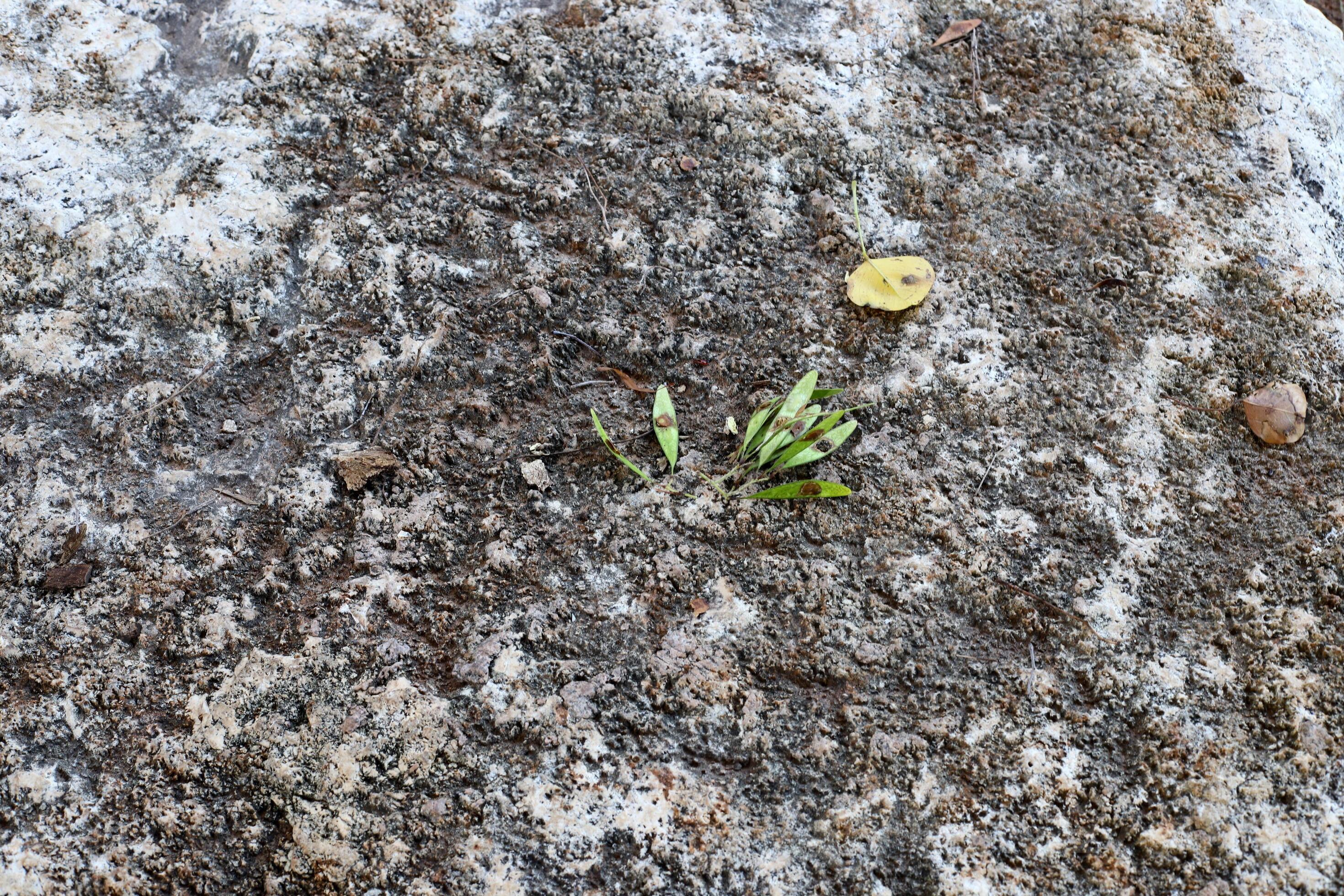 Texture and structure of stone and concrete. Natural background ...