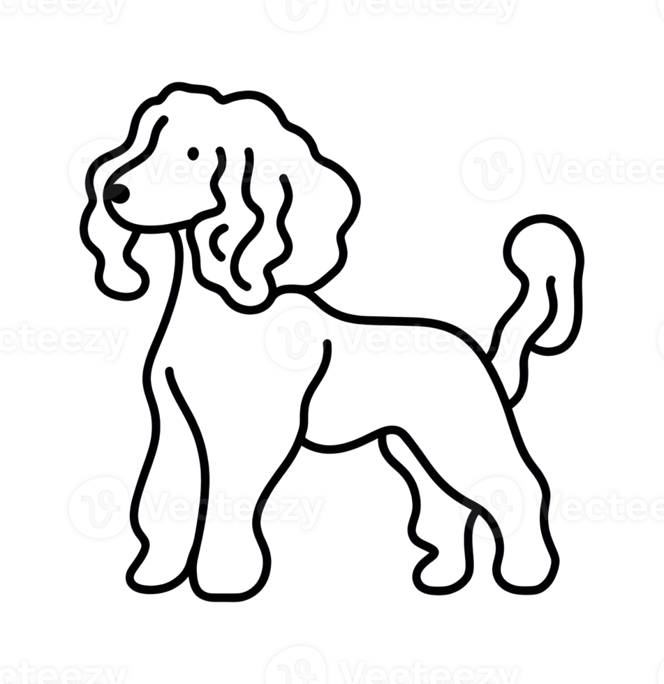 A playful poodle standing proudly in outline form transparent png