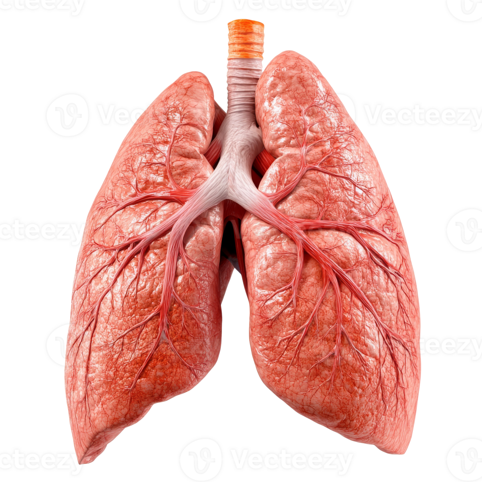 Detailed view of human lungs illustrating anatomy transparent png