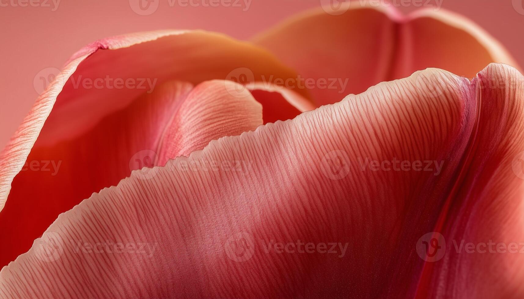 Tulip flower extreme closeup macro photo detail foliage petal surface
