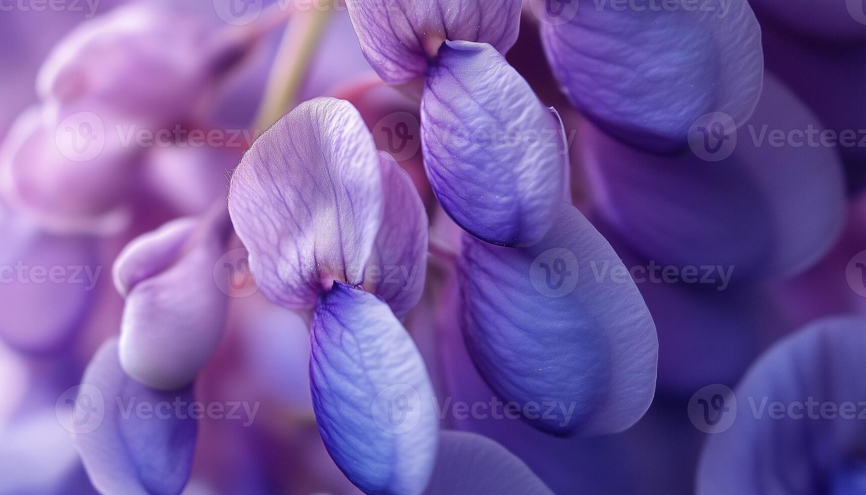 Wisteria flower extreme closeup macro photo detail foliage petal surface